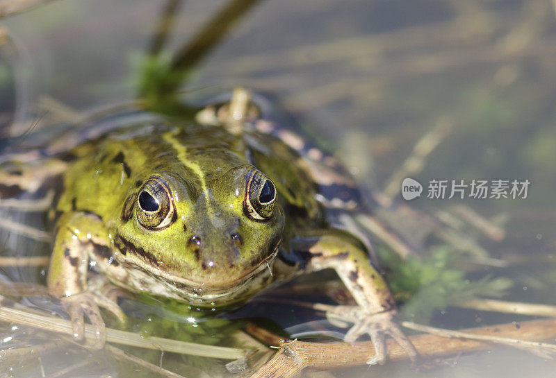 绿色可食用蛙(Rana esculenta synkl.)